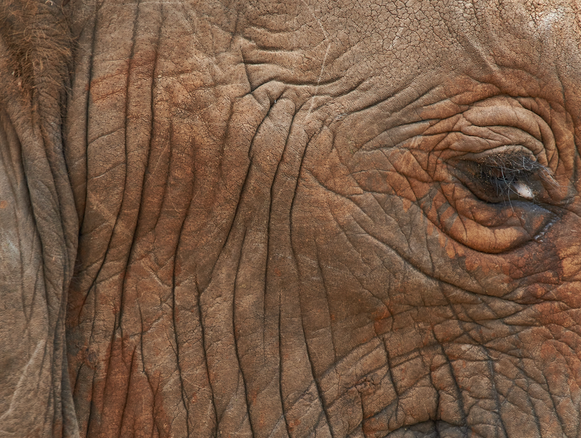 Exploring the Intriguing Connection Between Fascia Health and Wrinkle Reduction